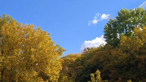 Beautiful autumn landscape Stock Footage 318847273