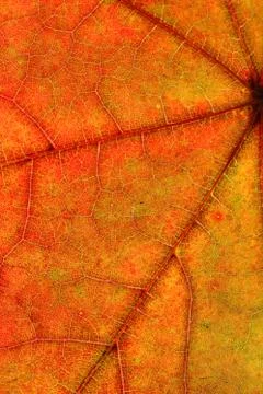 Beautiful autumn leaf close up. background for designer Stock Photos