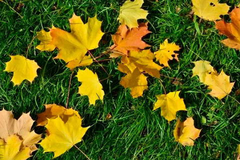 Beautiful autumn leaf fall Stock Photos