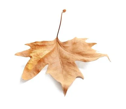 Beautiful autumn leaf on white background. Fall foliage 写真素材