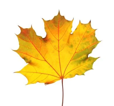 Beautiful autumn leaf on white background. Fall foliage Stock Photos