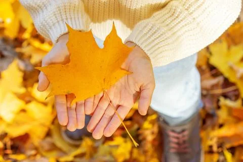 Beautiful autumn maple leaf in hands. Beautiful season of autumn. Stock Photos