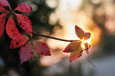 Beautiful autumn maple leaves background. Autumn, maple leaves. Stock Photos