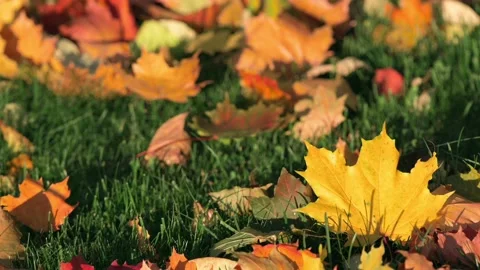 Beautiful Autumn Maple Leaves Falling in Slow motion Stock Footage 162404352