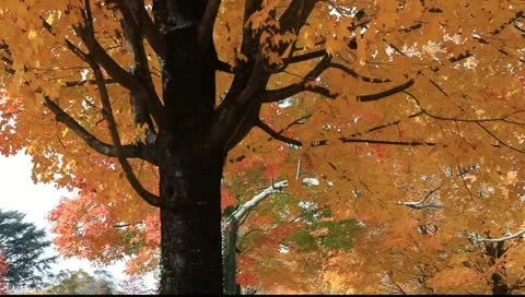 Beautiful autumn maple trees Stock Footage