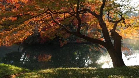 Beautiful autumn in a park, maple tree with golden leaves over a tranquil pond Stock Footage 256977332