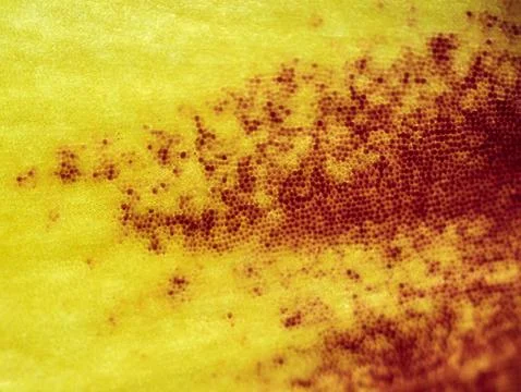 Beautiful autumn patterns 스톡 사진