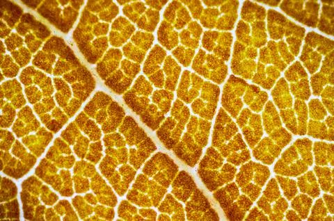 Beautiful autumn patterns Stock Photos