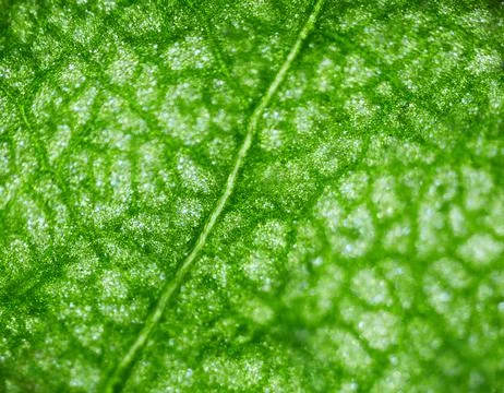 Beautiful autumn patterns Stock Photos