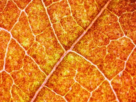 Beautiful autumn patterns Stock Photos