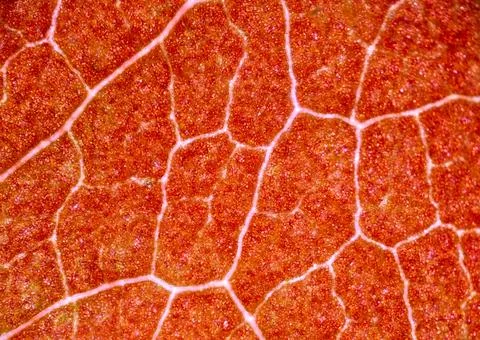 Beautiful autumn patterns Stock Photos