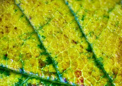 Beautiful autumn patterns Foto stock