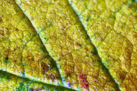 Beautiful autumn patterns 스톡 사진