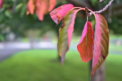 Beautiful autumn red cherry tree leaves expressing the change of seasons Stock Photos
