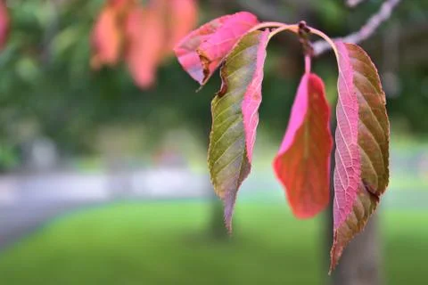 Beautiful autumn red cherry tree leaves expressing the change of seasons Stock Photos