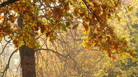 Beautiful Autumn Scene 10 falling leaves Stock Footage