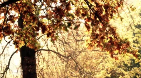 Beautiful Autumn Scene 22 falling leaves stylized Stock Footage