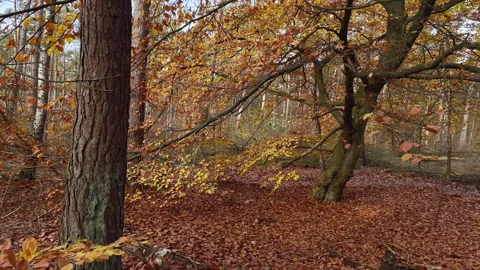Beautiful autumn scene with beech tree and yellow golden leaves. Stock Footage 219440306