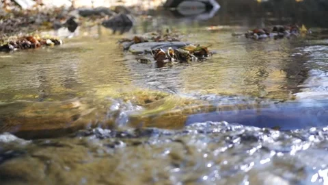 Beautiful Autumn Stream Stock Footage 291474142