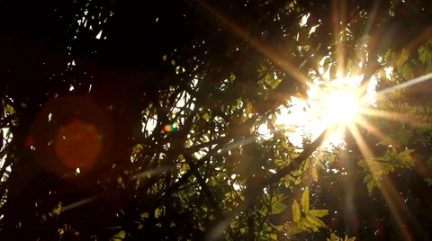 Beautiful Autumn Sun Between Tree Branches, Afternoon, Fall In The Park, Pan Stock Footage 53059231