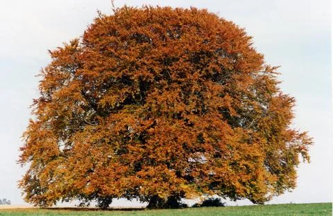 Beautiful Autumn tree background. Stock Photos