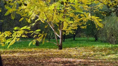 A beautiful autumn tree is dropping yellow leaves on the lawn in sunlight. Stock-Footage 336548698