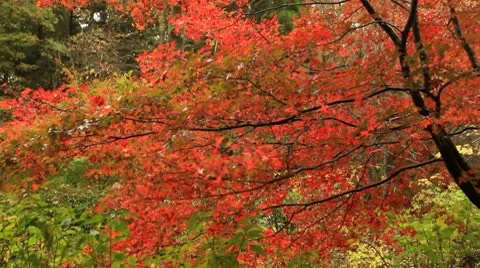 Beautiful autumn tree. Stock Footage 10318203
