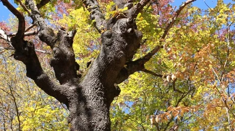 Beautiful autumn tree Stock Footage 53410321