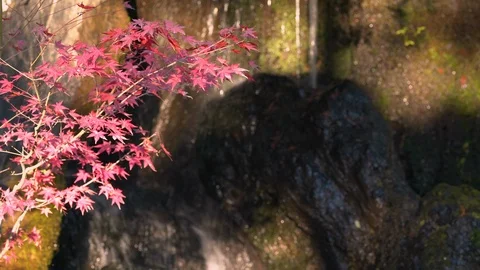 Beautiful autumn tree in front of waterfall at Kinkakuji (Golden Pavilion) Stock Footage 101293824