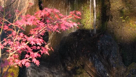 Beautiful autumn tree in front of waterfall at Kinkakuji (Golden Pavilion) Stock Footage 101295065