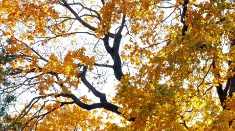 Beautiful autumn tree at sunset Video stock 42489287