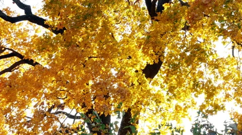 Beautiful autumn tree at sunset Stock Footage 42489411