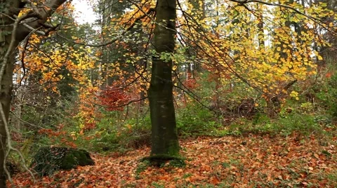Beautiful autumn trees Stock Footage 45159842