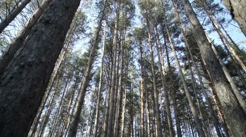 Beautiful autumn trees Stock Footage 69009298