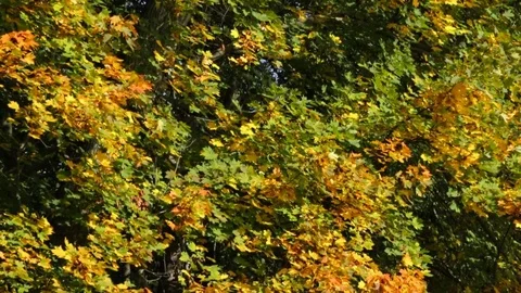 Beautiful autumn trees 库存影片 81295687