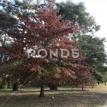 Beautiful autumn trees in Picton nsw Australia Stock Photos