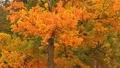 The beautiful autumn varicoloured forest HD Footage