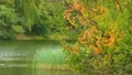 The beautiful autumn varicoloured forest near the lake HD Footage