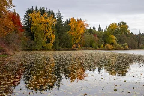 Beautiful autumn water reflection Stock Photos