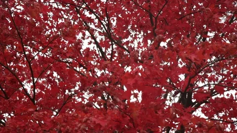 Beautiful autumnal red maple tree canopy swaying in wind Stock Footage 118259433