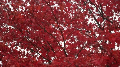 Beautiful autumnal red maple tree canopy swaying in wind slight pan Stock Footage 118259698