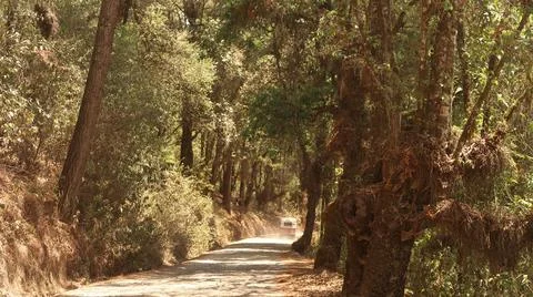 Beautiful avenue leading through the forest from San Jose del Pacifico to S.. Stock Photos