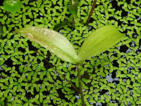 Beautiful Azolla Floating on Water Surface Stock Photos