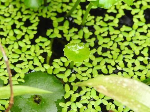 Beautiful Azolla Floating on Water Surface Stock Photos