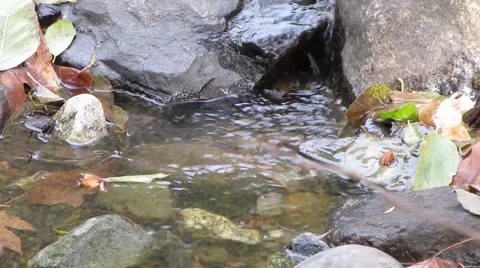 Beautiful babbling stream Stock Footage 43967839