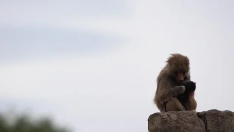An beautiful Baboon Stock Footage 93819531