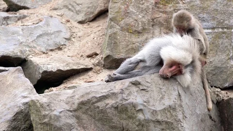 An beautiful Baboon Stock Footage 93819542