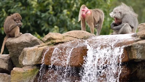 An beautiful Baboon Stock Footage 93819549