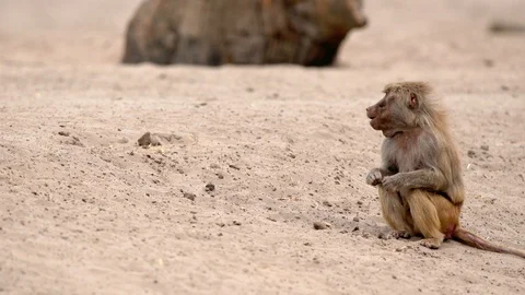 An beautiful Baboon Stock Footage 93819551