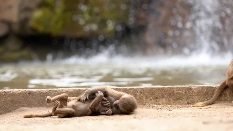 An beautiful Baboon Stock Footage 93819560
